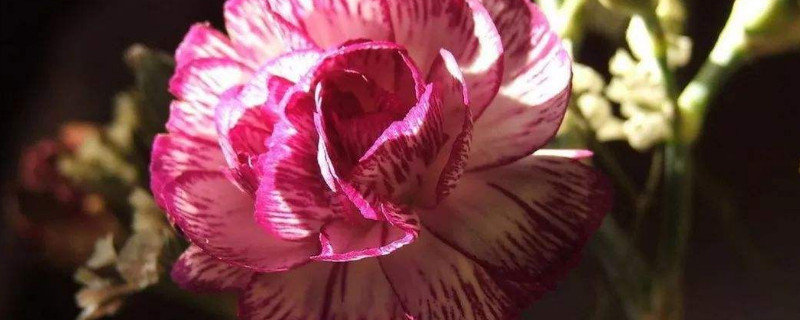 康乃馨根部发黄怎么办（康乃馨的叶子发黄怎么办）