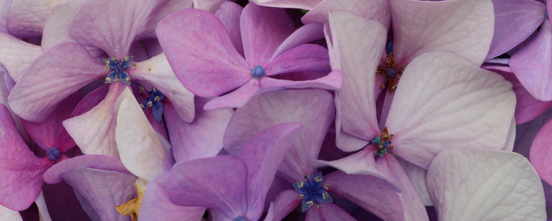 紫罗兰叶子发黄怎么办 紫罗兰叶子黄了怎么办