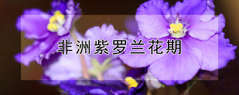 非洲紫罗兰花期（非洲紫罗兰花期可以施液肥吗）