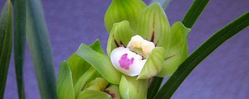 春兰养殖方法和注意事项 春兰养殖方法与技巧