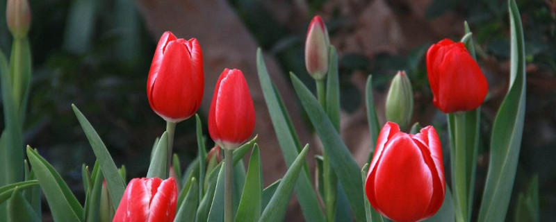 盆栽郁金香室外能过冬吗 郁金香室外可以过冬吗
