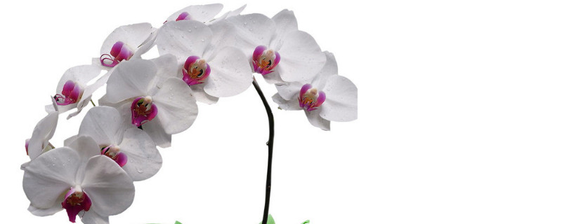 蝴蝶兰的根干瘪了怎么处理 蝴蝶兰的根干了怎么办