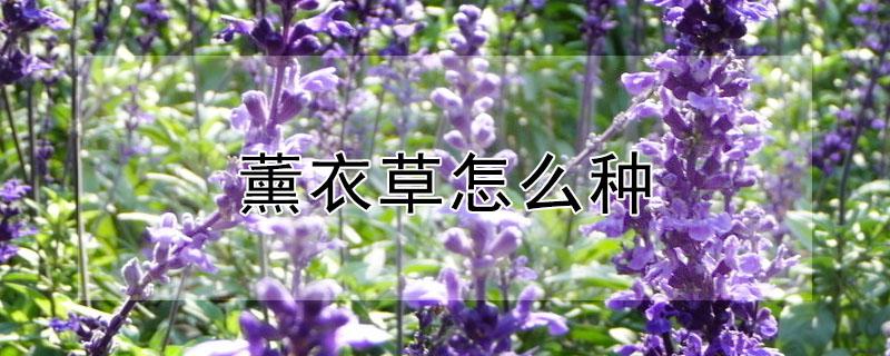 薰衣草怎么种(薰衣草种植)
