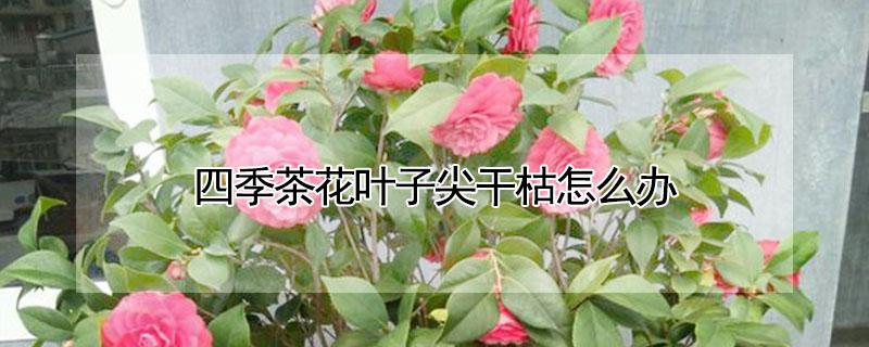 四季茶花叶子尖干枯怎么办（四季茶花干尖掉叶子后怎么办）