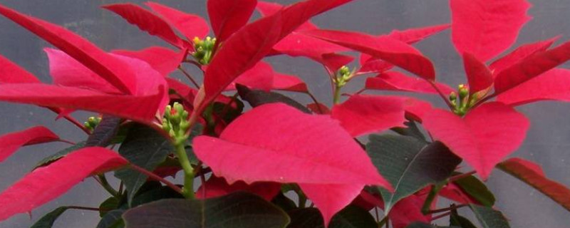 一品红会开花吗 一品红花为什么不红