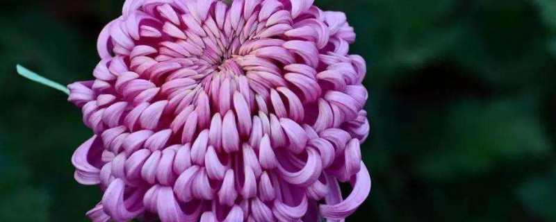 菊花开后插土里能活吗(菊花剪枝插土里能不能成活)