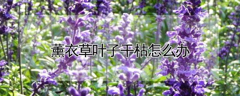 薰衣草叶子干枯怎么办 薰衣草干枯是怎么回事