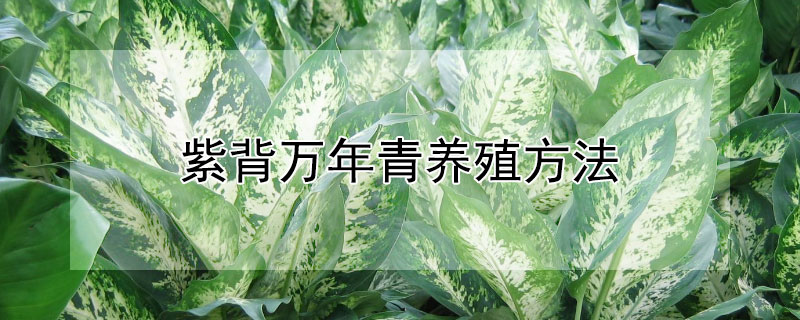 紫背万年青养殖方法 紫背万年青适合在室内养吗