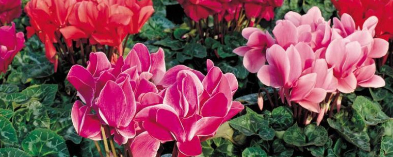 仙客来可以浇啤酒水吗 仙客来可以浇啤酒水吗?