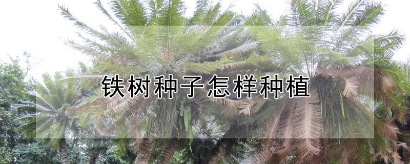 铁树种子怎样种植 铁树种子怎样种植视频