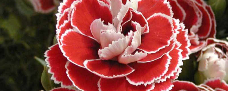 康乃馨能放室内养吗 康乃馨放室外养,还是室内养