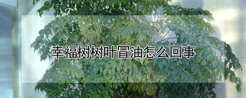 幸福树树叶冒油怎么回事 幸福树叶子油乎乎的是怎么回事