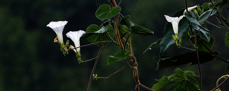 牵牛花什么时候开花什么时候不开花（牵牛花什么时候会开花）