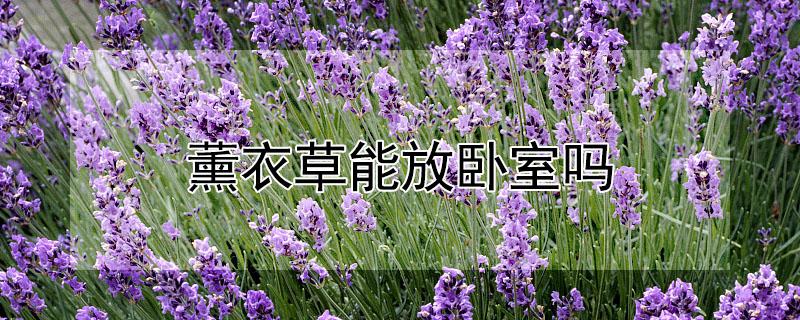 薰衣草能放卧室吗 薰衣草可以放房间吗