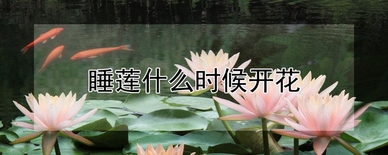 睡莲什么时候开花(家养睡莲什么时候开花)