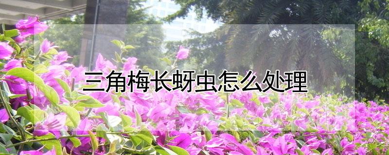 三角梅长蚜虫怎么处理（三角梅长虫杀死蚜虫最好办法）