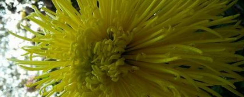 银线菊如何养殖 银叶菊养殖方法