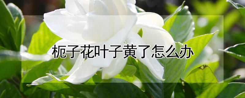 枙子花叶子黄了怎么办（栀子花叶子发黄了怎么办）