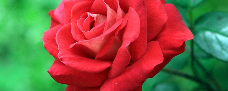 月季换盆后叶子发黄怎么办 月季换盆叶子发黄是什么原因