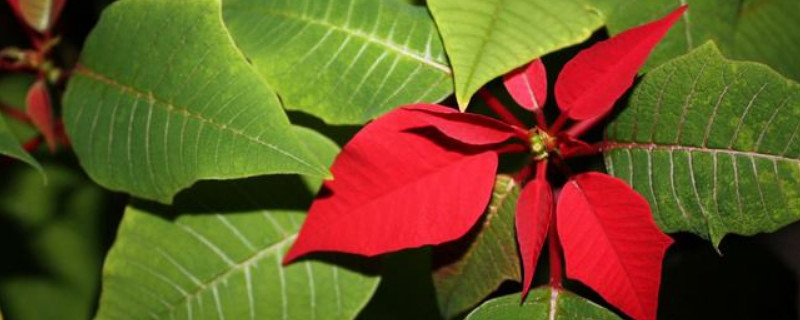 怎么扦插一品红爱生根(一品红花怎样扦插)