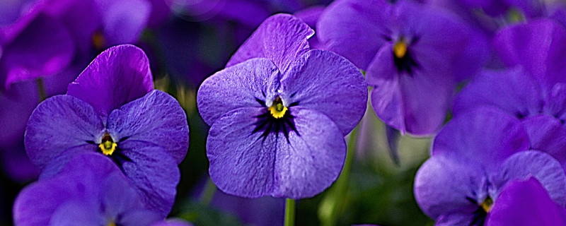 紫罗兰冬天会不会冻死 紫罗兰冬天会死吗