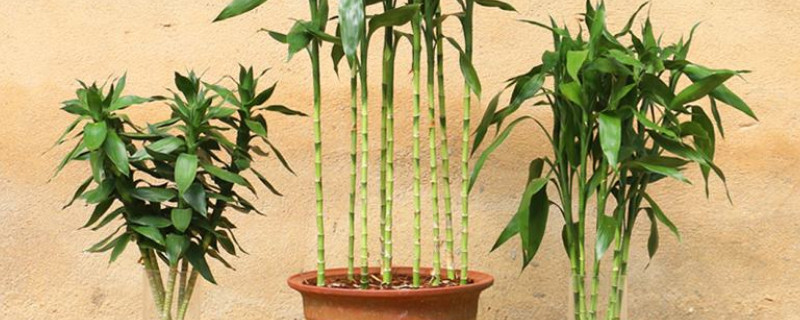 富贵竹怎么大量繁殖 富贵竹怎么养繁殖