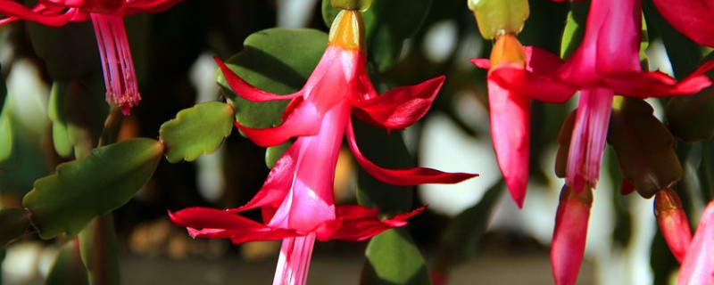 蟹甲兰开花期怎样浇水 蟹甲兰开完花之后怎么养护