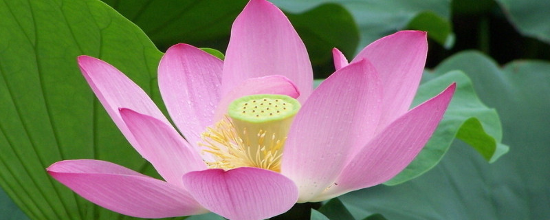 荷花需要每年重新种吗（荷花需要年年种吗?）