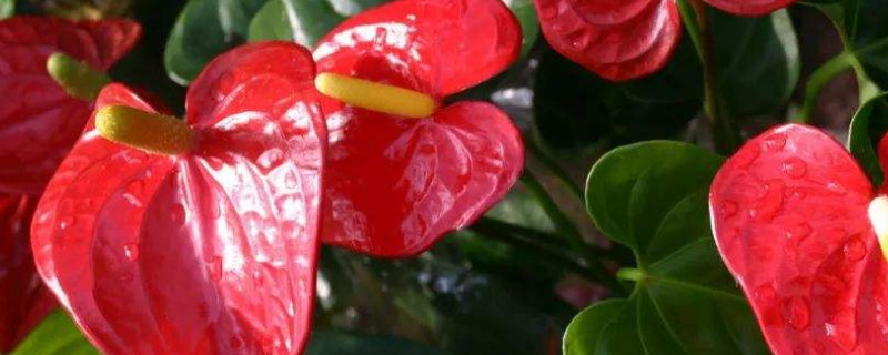 红掌叶子下垂是什么原因(红掌叶子发黄下垂怎么办)
