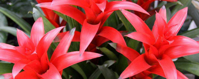 刚买的鸿运当头怎么栽（鸿运当头买回来怎么种）