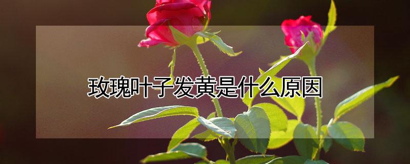 玫瑰叶子发黄是什么原因（玫瑰叶片发黄的原因）