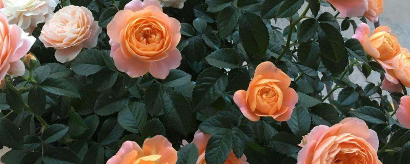 新栽的月季僵苗怎么办 月季地栽后僵苗该怎么处理