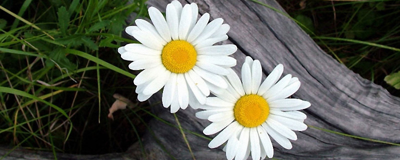 菊花夏天可以换盆吗（菊花在开花的时候能不能换盆）