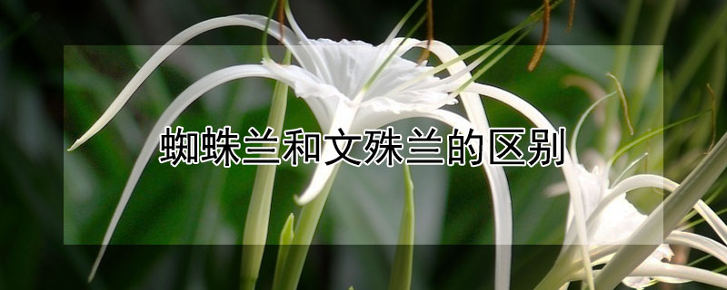 蜘蛛兰和文殊兰的区别 蜘蛛兰是兰花吗