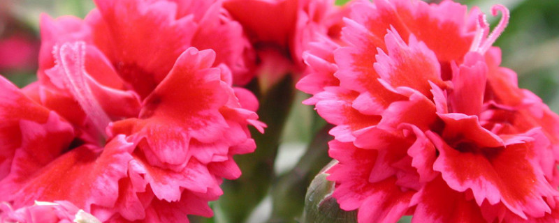 康乃馨的根怎么剪 康乃馨把根剪了还可以开吗