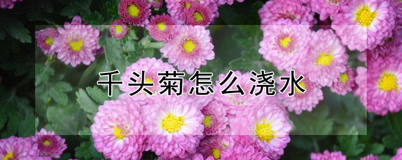 千头菊怎么浇水(千头菊如何浇水)