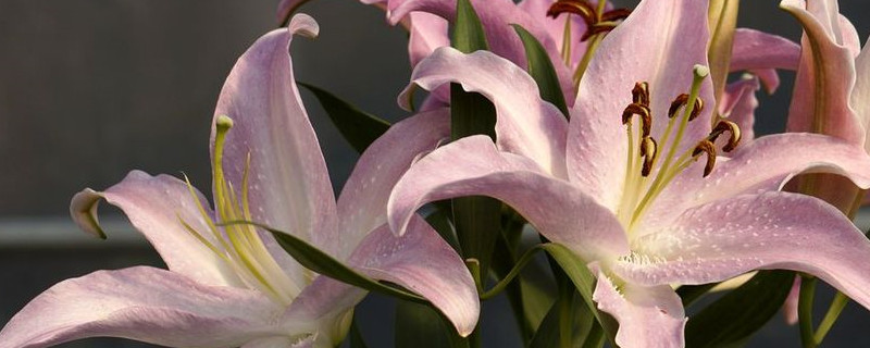 哪种百合叫香水百合（香水百合有什么种类）