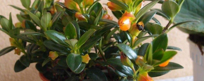 金鱼吊兰夏天的养殖方法和注意事项 金鱼吊兰的冬天养殖方法和注意事项