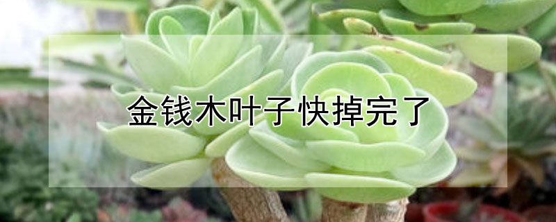 金钱木叶子快掉完了（金钱木叶子快掉完了怎么办）