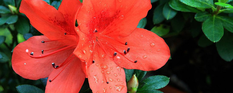 杜鹃花一般能长多高 杜鹃花能长高吗