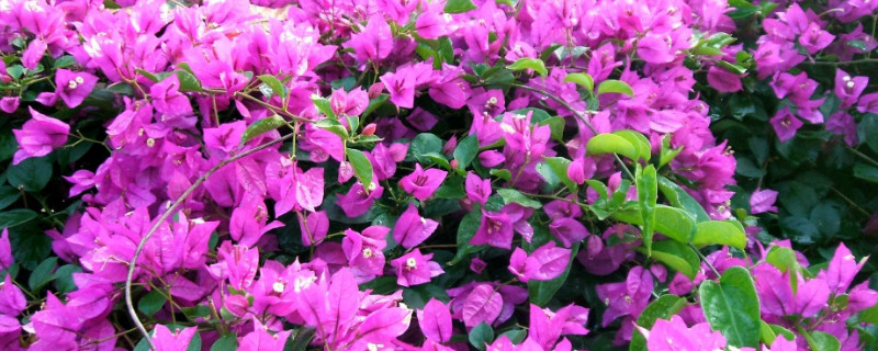 三角梅怕晒吗（三角梅怕不怕阳光晒）