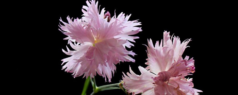 康乃馨怎么养时间比较久（康乃馨如何养时间久）