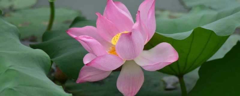 如何把荷花制作成干花 荷叶怎么做成干花