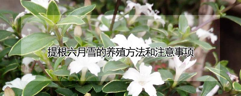 提根六月雪的养殖方法和注意事项 提根六月雪盆景的养殖方法和注意事项