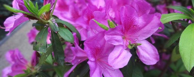 杜鹃花水浇多了叶子焉了如何解决 杜鹃花浇水多了叶子蔫了怎么办