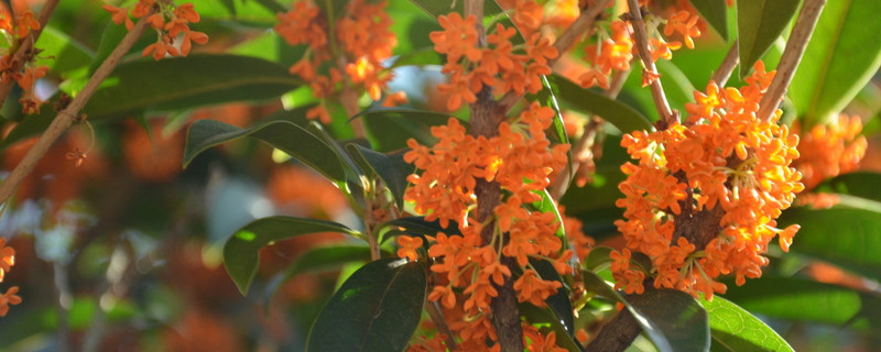 桂花叶子长锈斑怎么治 桂花叶子长锈斑怎么办