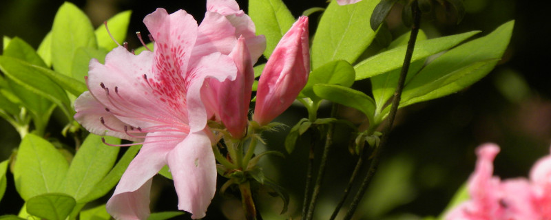 杜鹃花能把枝条全部剪了不 杜鹃花需要修剪枝条吗