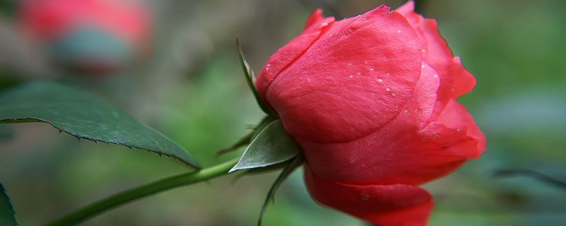 玫瑰收到后怎么醒花（玫瑰收到后怎样醒花）