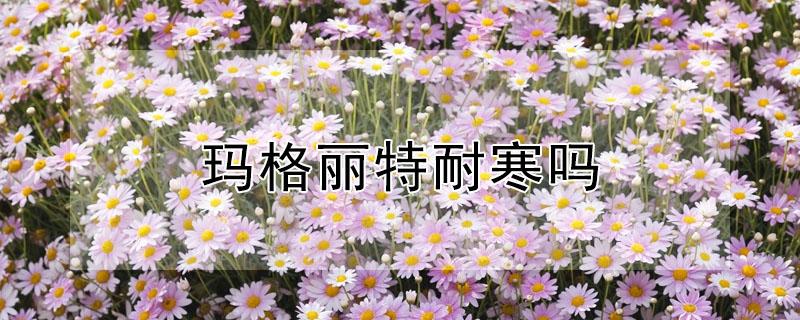 玛格丽特耐寒吗 玛格丽特耐热耐寒吗