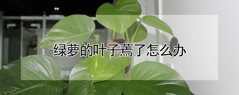 绿萝的叶子蔫了怎么办（绿萝叶子全蔫了怎么办）
